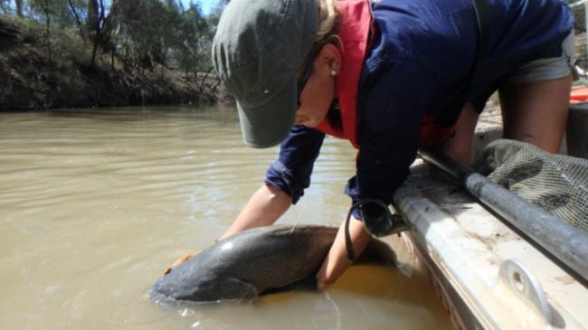 Murray cod (NSW DPI Fisheries)