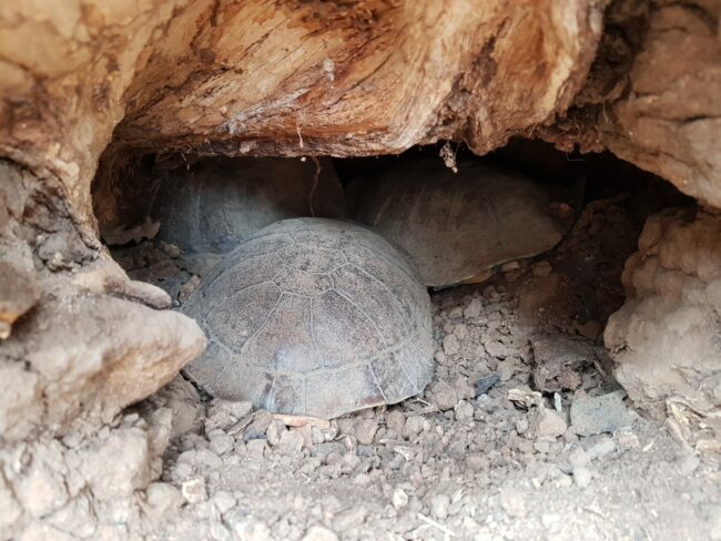 Turtles in a hole_TurtleStory