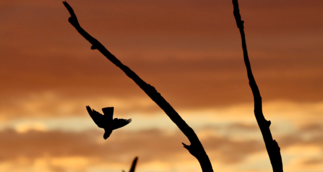 Featured Image Web Temp (17)