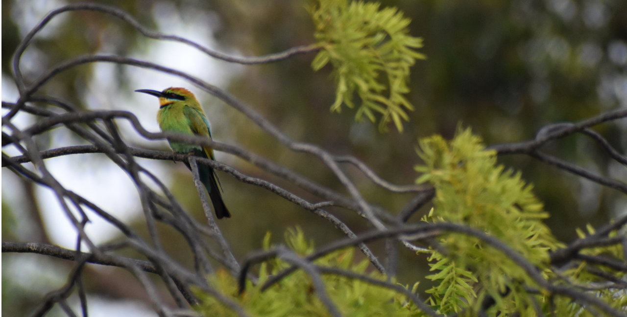 Rainbow-bee eater sitting among a cluster of branches, with leaves. Background of trees.