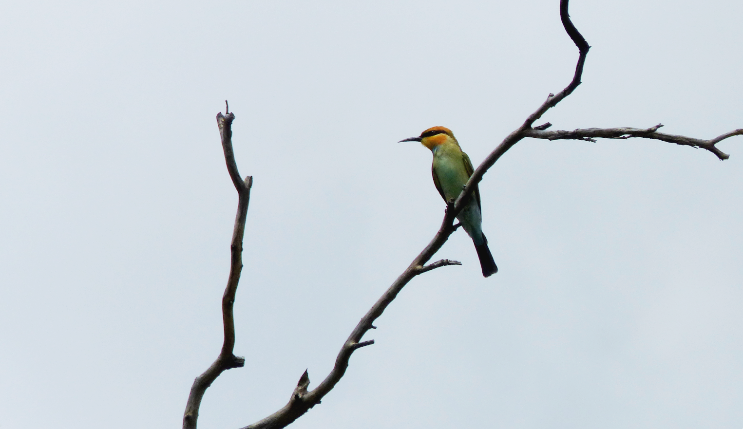 Figure 2: A Rainbow bee-eater, a native bird species to Australia perched on a forking branch with a grey sky in the background.