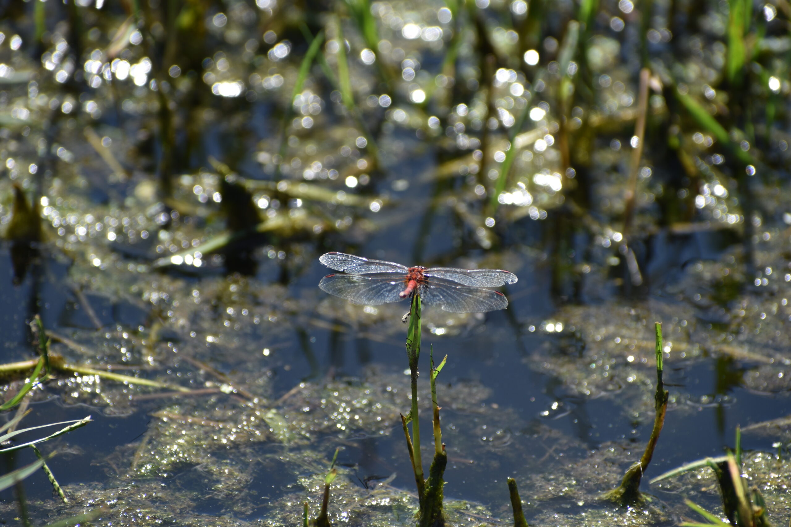 Red dragonfly perched over water.