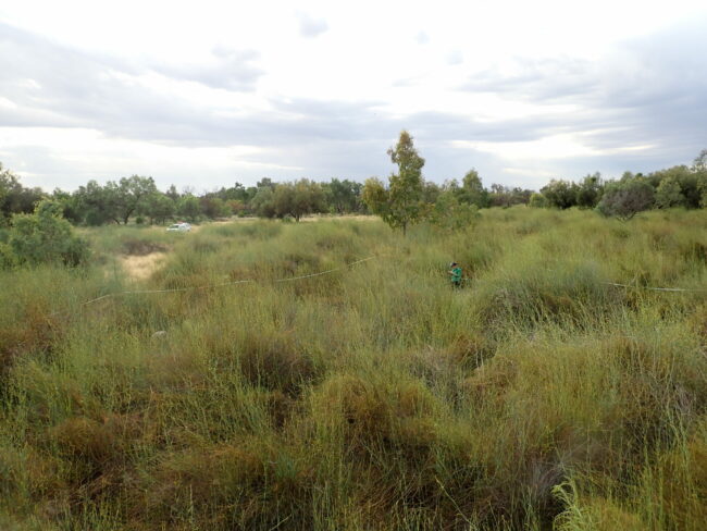 Lignum Shrubland 1_Ben Vincent_Dec 2022