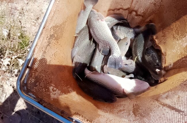 IMG_20231101_120457_Murray cod juv in net_Kevin Knight (edited)