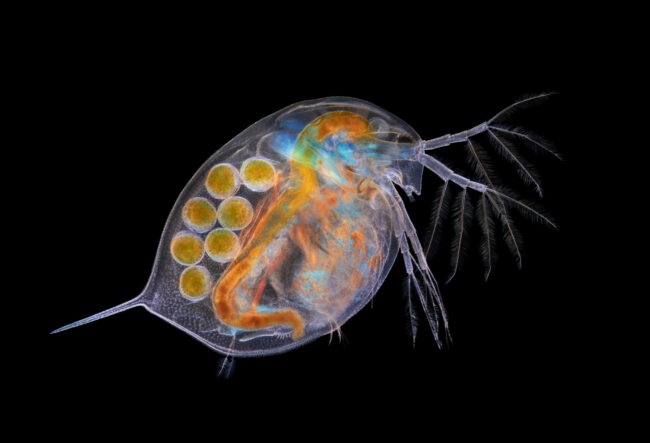 Daphnia-with-eggs