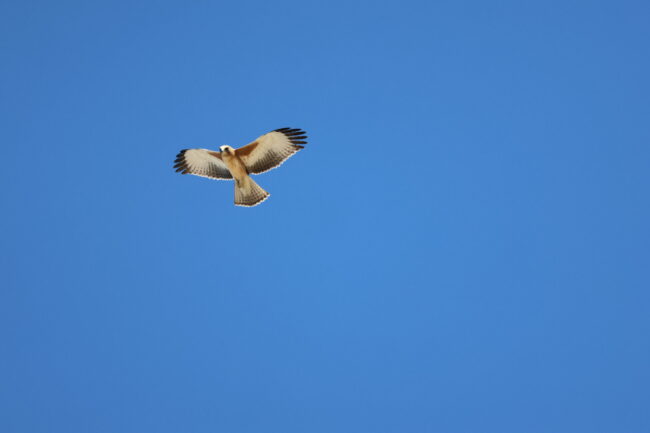 Little eagle on WF